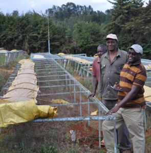 Kijani Kiboko smallholders coffee farmers